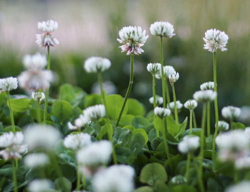 Clover Flowers and Roses