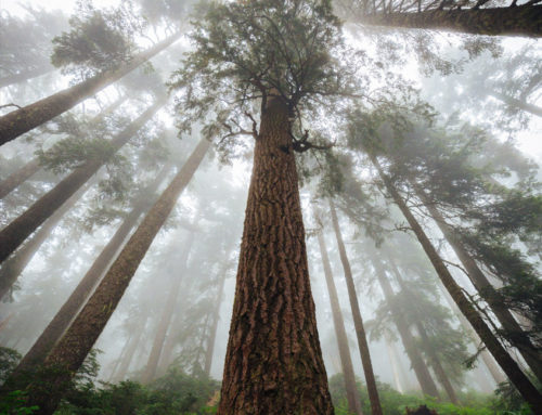 Toward A Place Where Roots Are Deepening